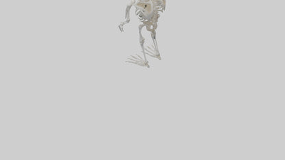 3D model Owl Skeleton model VR / AR / low-poly