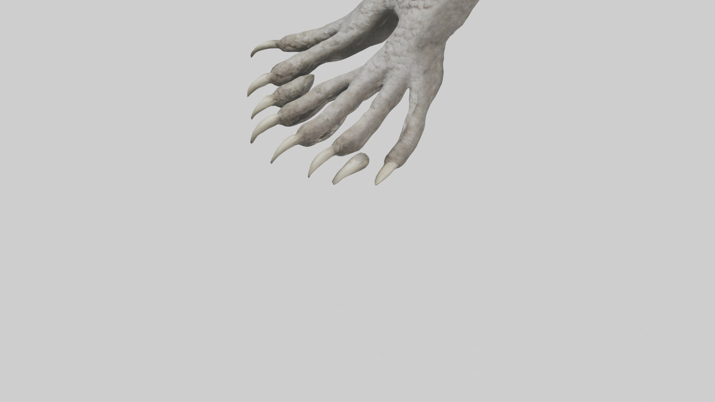 Owl Talons Model VR / AR / low-poly
