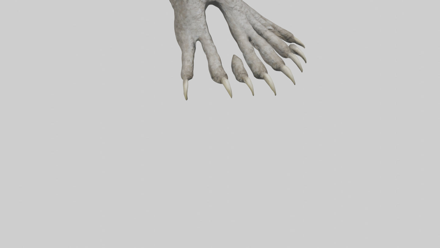 Owl Talons Model VR / AR / low-poly