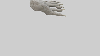 Owl Talons Model VR / AR / low-poly