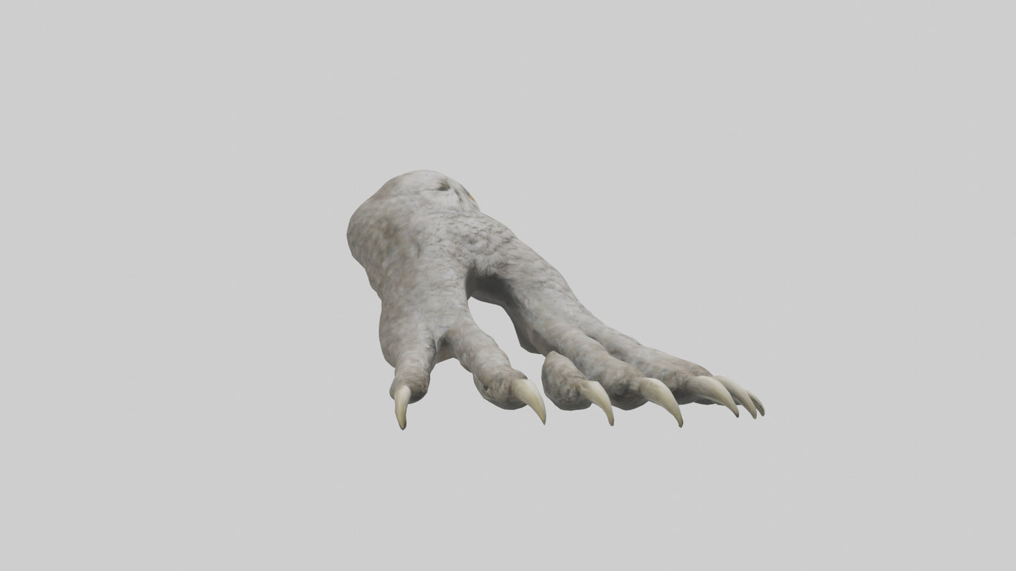 Owl Talons Model VR / AR / low-poly
