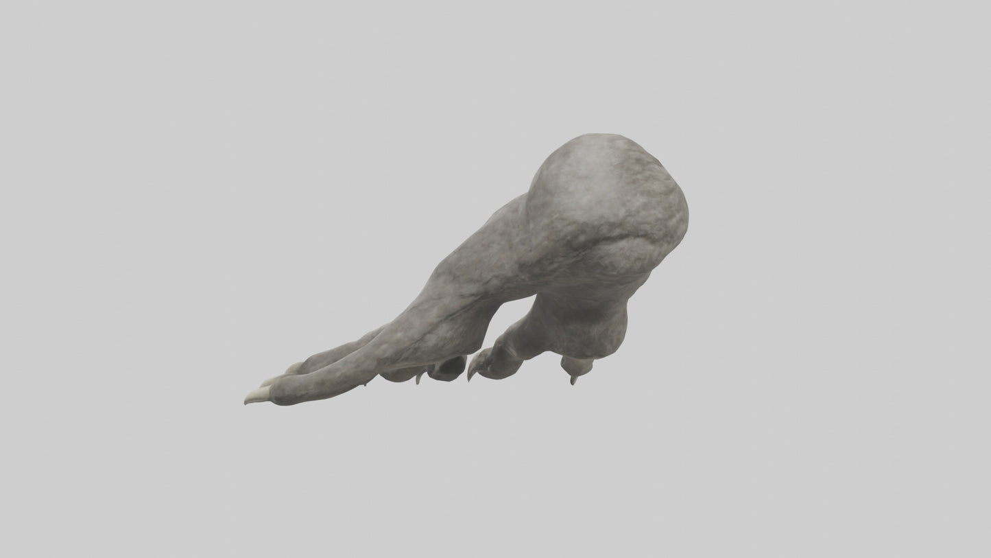 Owl Talons Model VR / AR / low-poly
