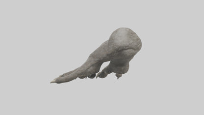 Owl Talons Model VR / AR / low-poly