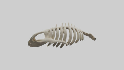 3D model Owl Vertebrae VR / AR / low-poly