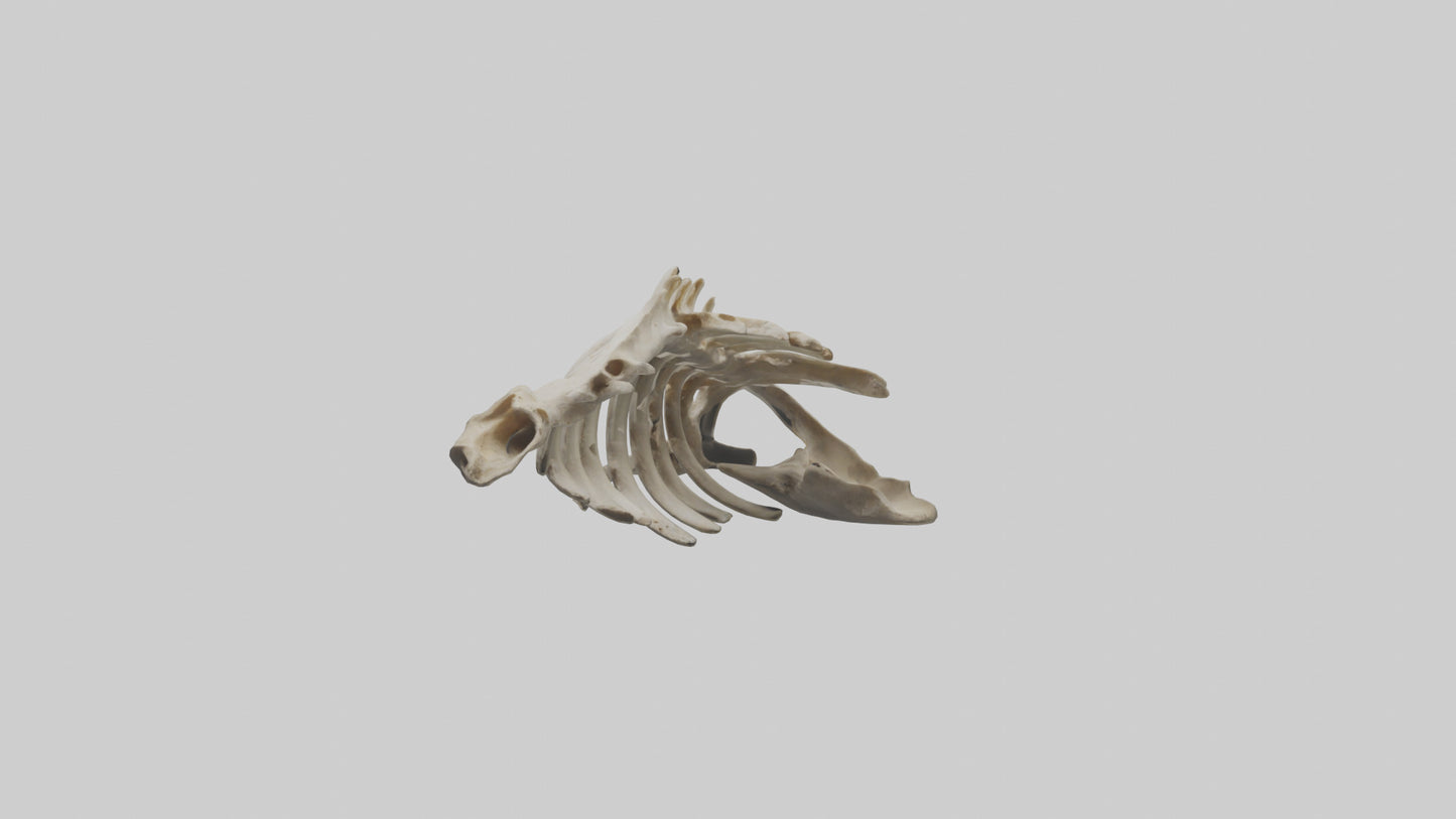 3D model Owl Vertebrae VR / AR / low-poly