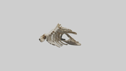 3D model Owl Vertebrae VR / AR / low-poly