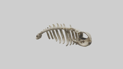 3D model Owl Vertebrae VR / AR / low-poly