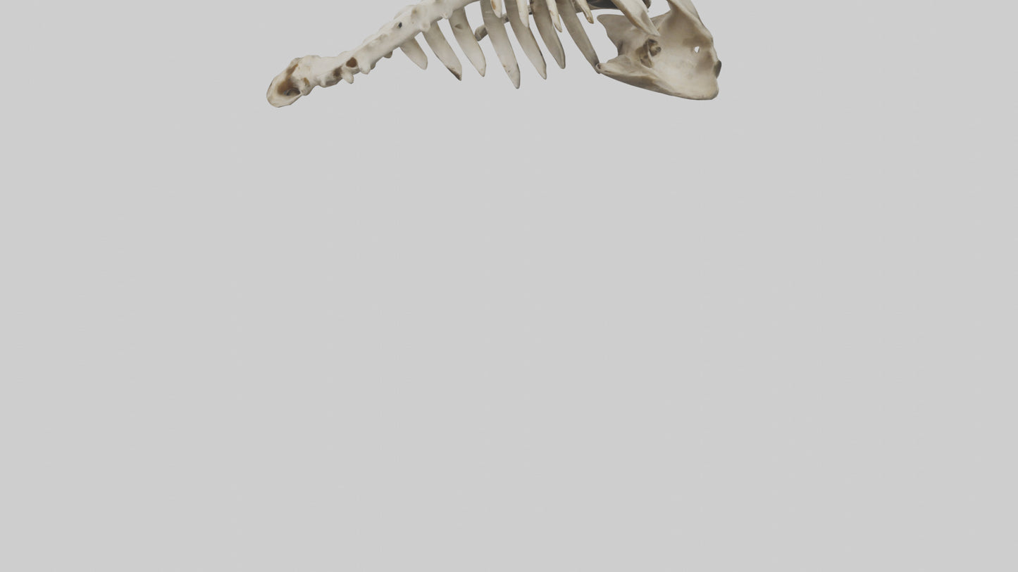 3D model Owl Vertebrae VR / AR / low-poly