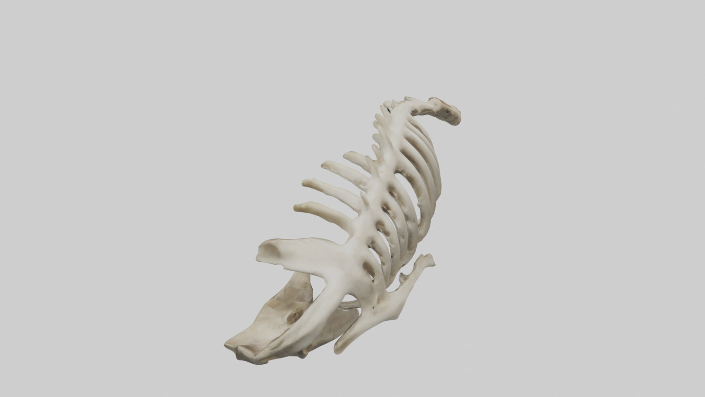 3D model Owl Vertebrae VR / AR / low-poly