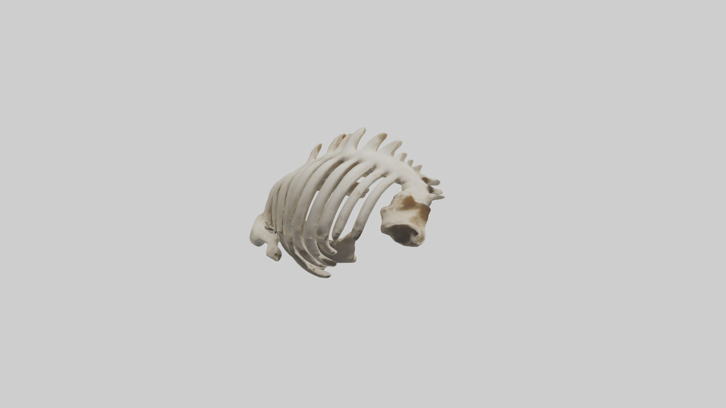 3D model Owl Vertebrae VR / AR / low-poly
