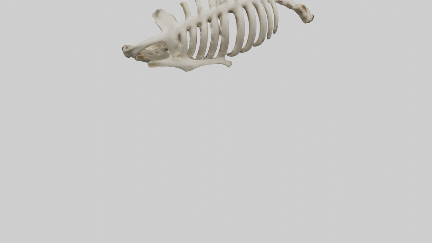 3D model Owl Vertebrae VR / AR / low-poly