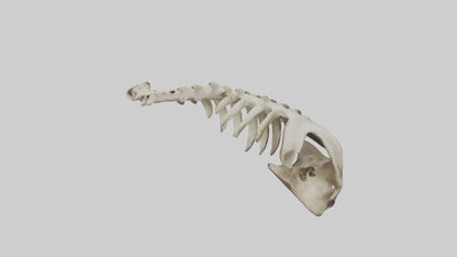 3D model Owl Vertebrae VR / AR / low-poly