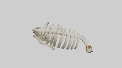 3D model Owl Vertebrae VR / AR / low-poly