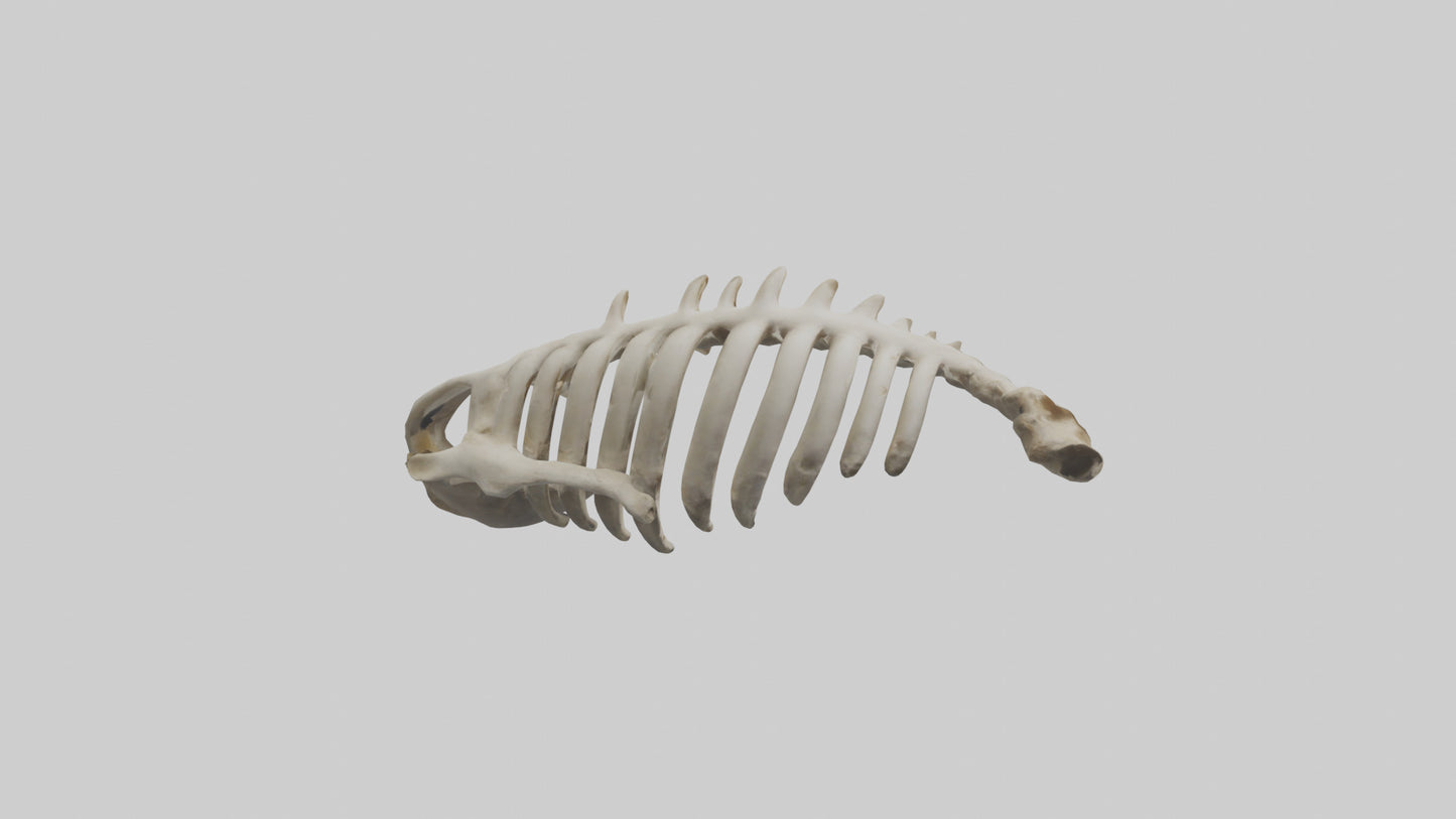 3D model Owl Vertebrae VR / AR / low-poly