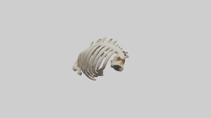 3D model Owl Vertebrae VR / AR / low-poly
