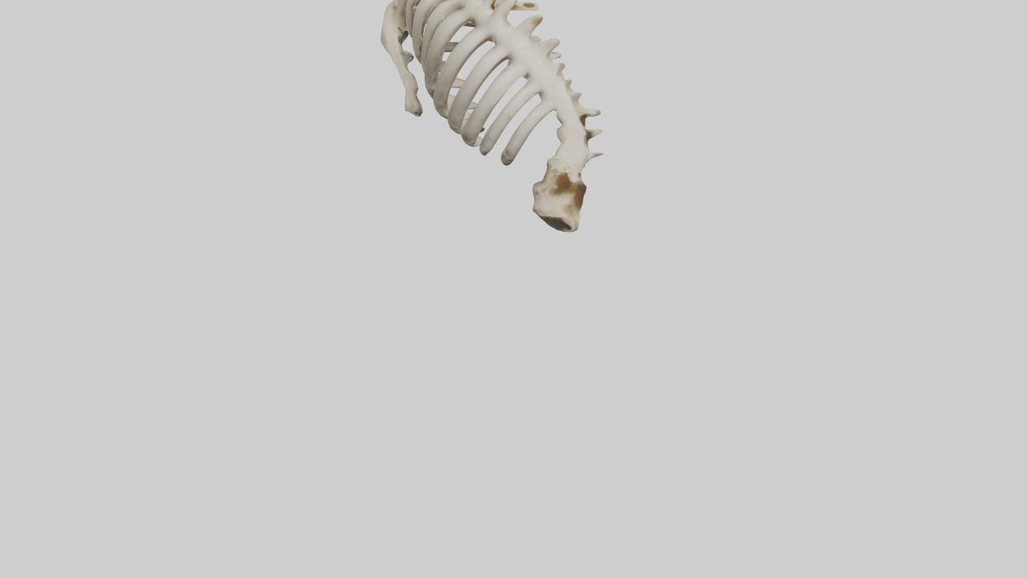 3D model Owl Vertebrae VR / AR / low-poly
