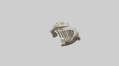 3D model Owl Vertebrae VR / AR / low-poly