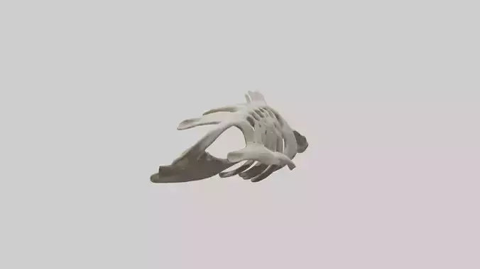 3D model Owl Vertebrae VR / AR / low-poly