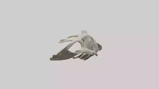 3D model Owl Vertebrae VR / AR / low-poly