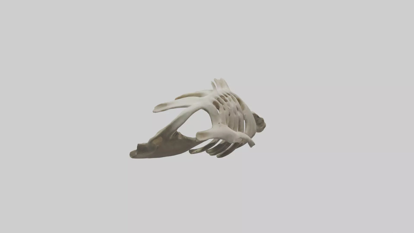 3D model Owl Vertebrae VR / AR / low-poly