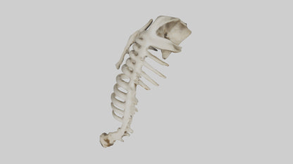 3D model Owl Vertebrae VR / AR / low-poly