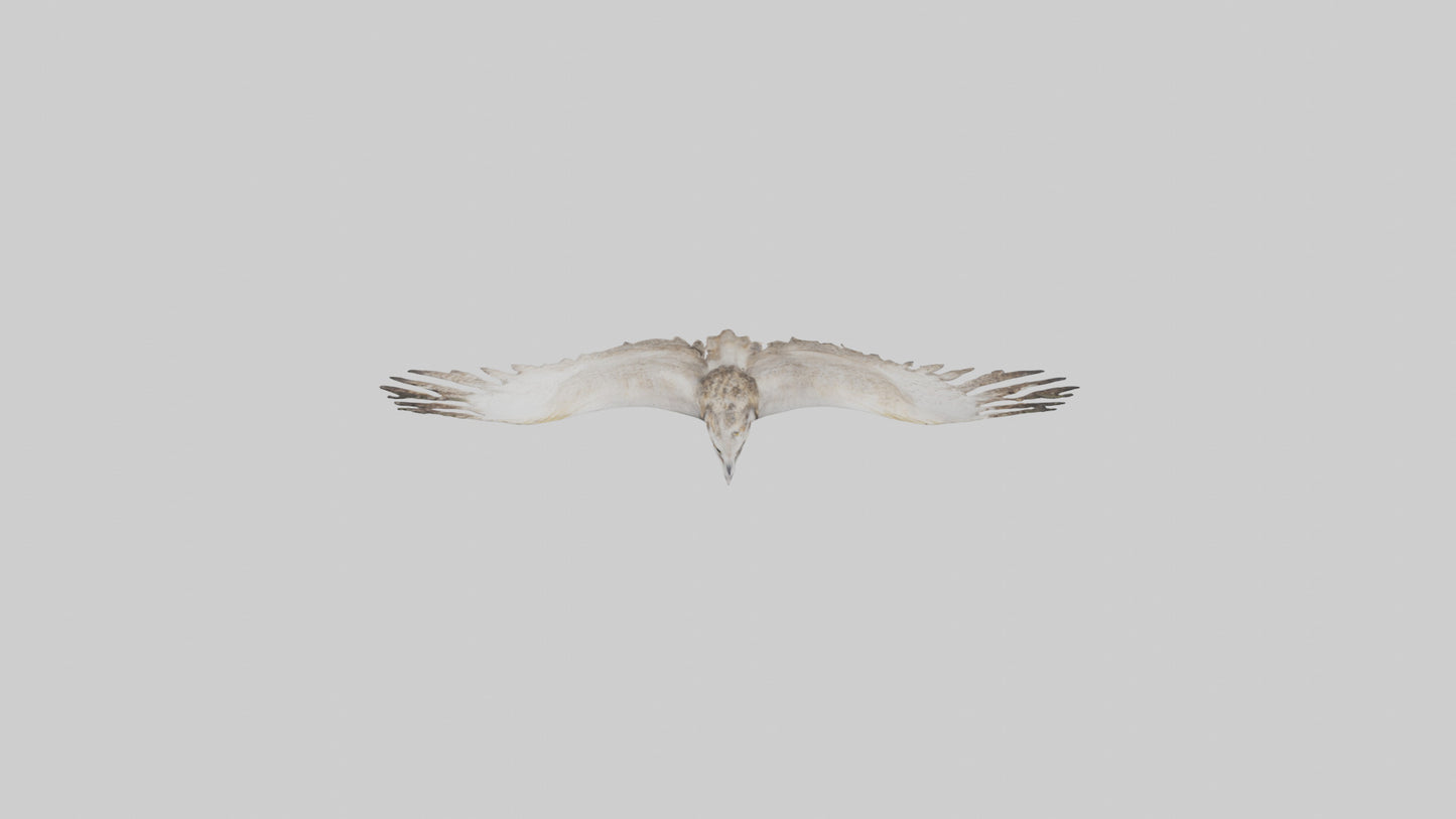 3D model Owl Wings VR / AR / low-poly