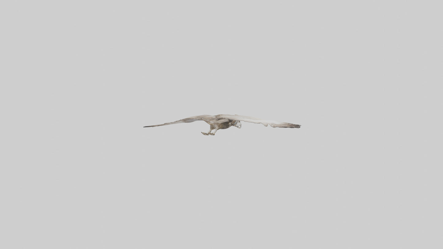 3D model Owl Wings VR / AR / low-poly
