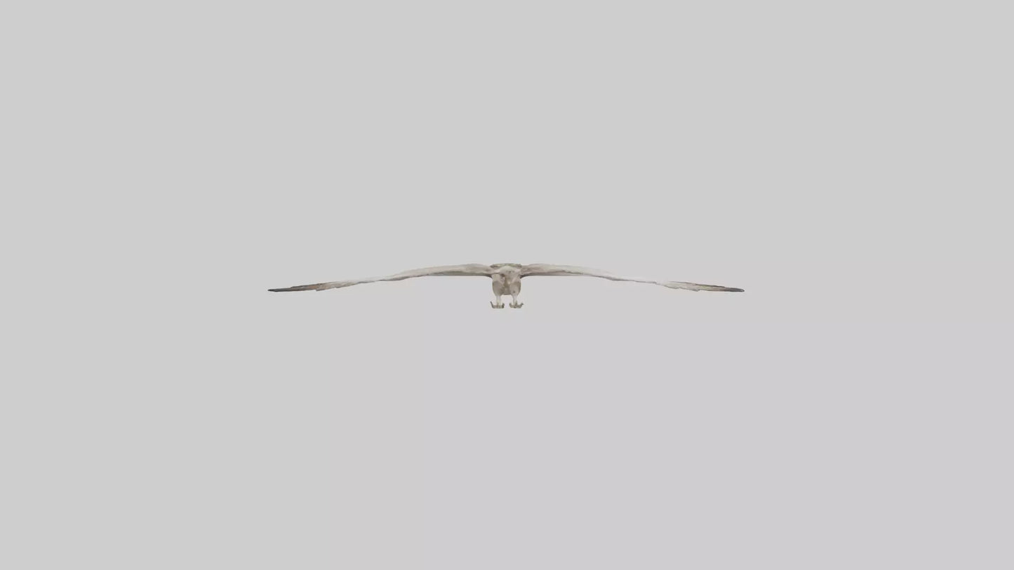 3D model Owl Wings VR / AR / low-poly