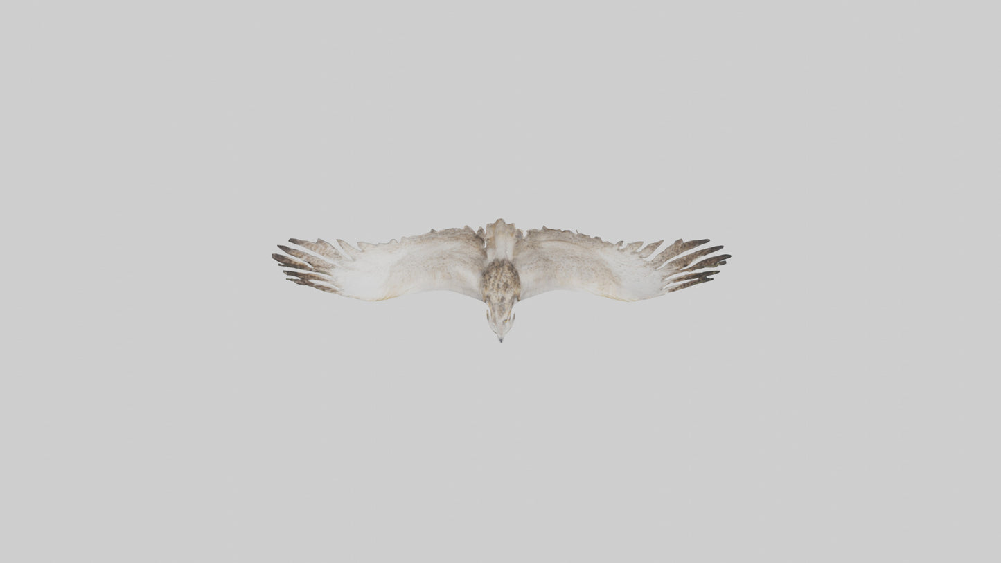 3D model Owl Wings VR / AR / low-poly