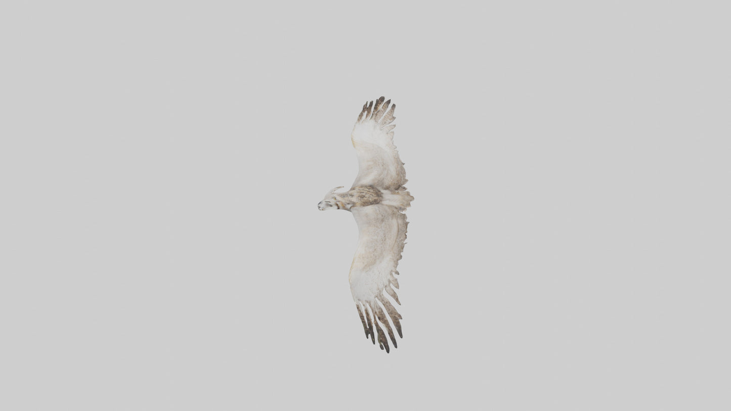 3D model Owl Wings VR / AR / low-poly