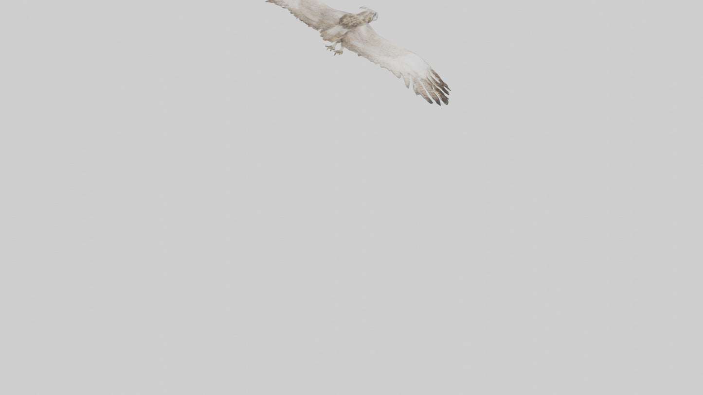 3D model Owl Wings VR / AR / low-poly
