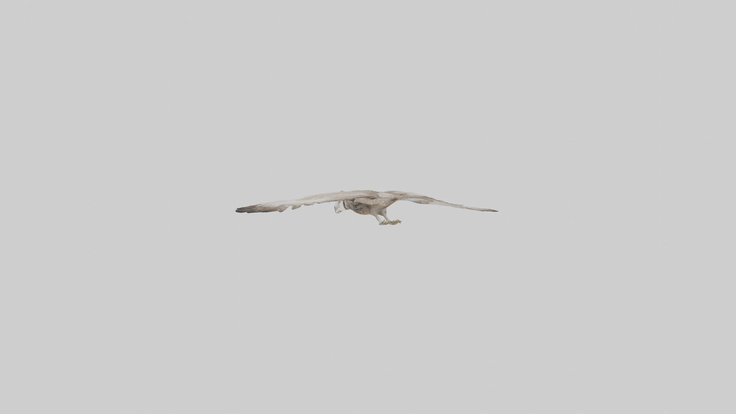 3D model Owl Wings VR / AR / low-poly
