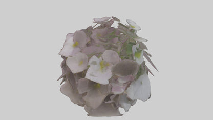 Oxalis model 3D model