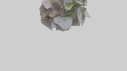 Oxalis model 3D model