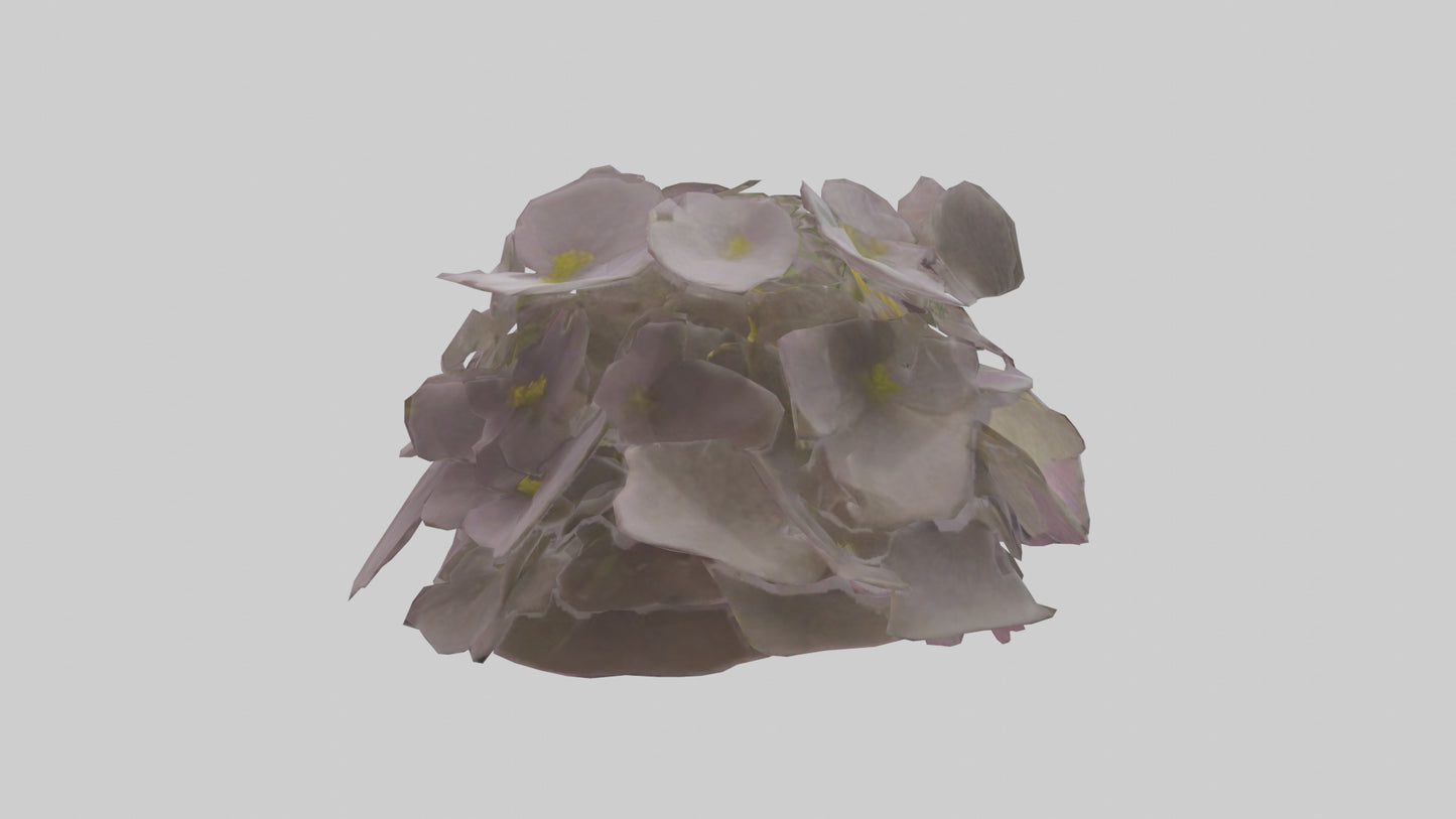 Oxalis model 3D model