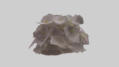 Oxalis model 3D model