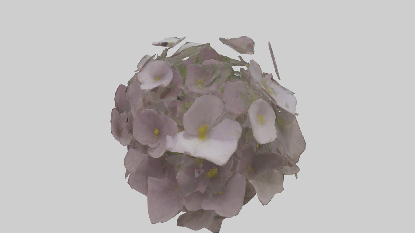Oxalis model 3D model