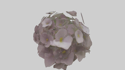 Oxalis model 3D model