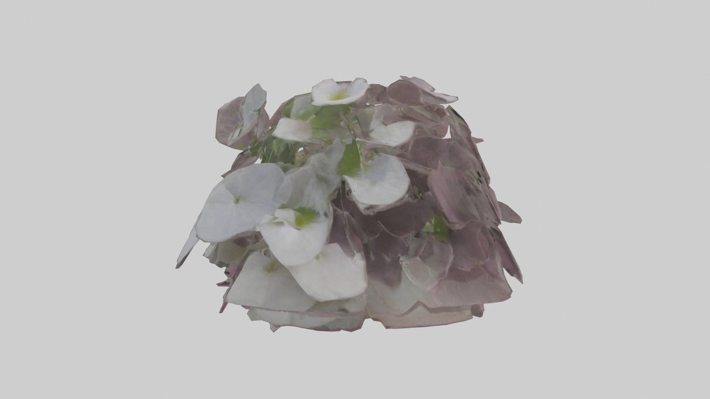Oxalis model 3D model