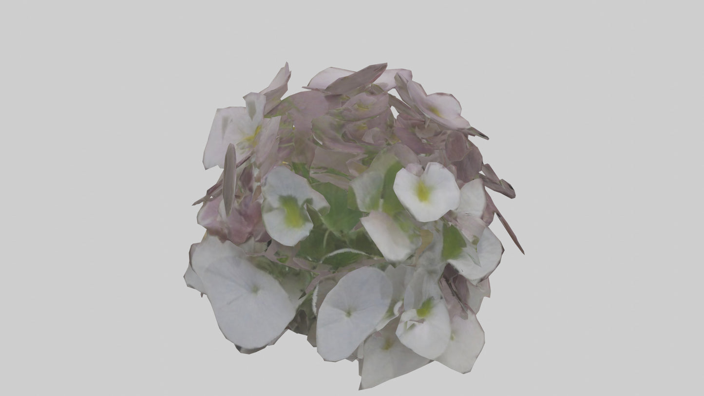 Oxalis model 3D model