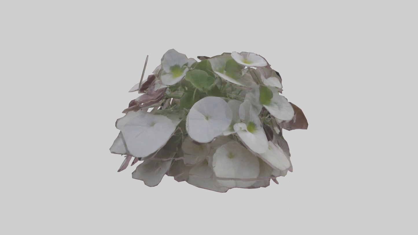 Oxalis model 3D model