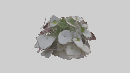 Oxalis model 3D model