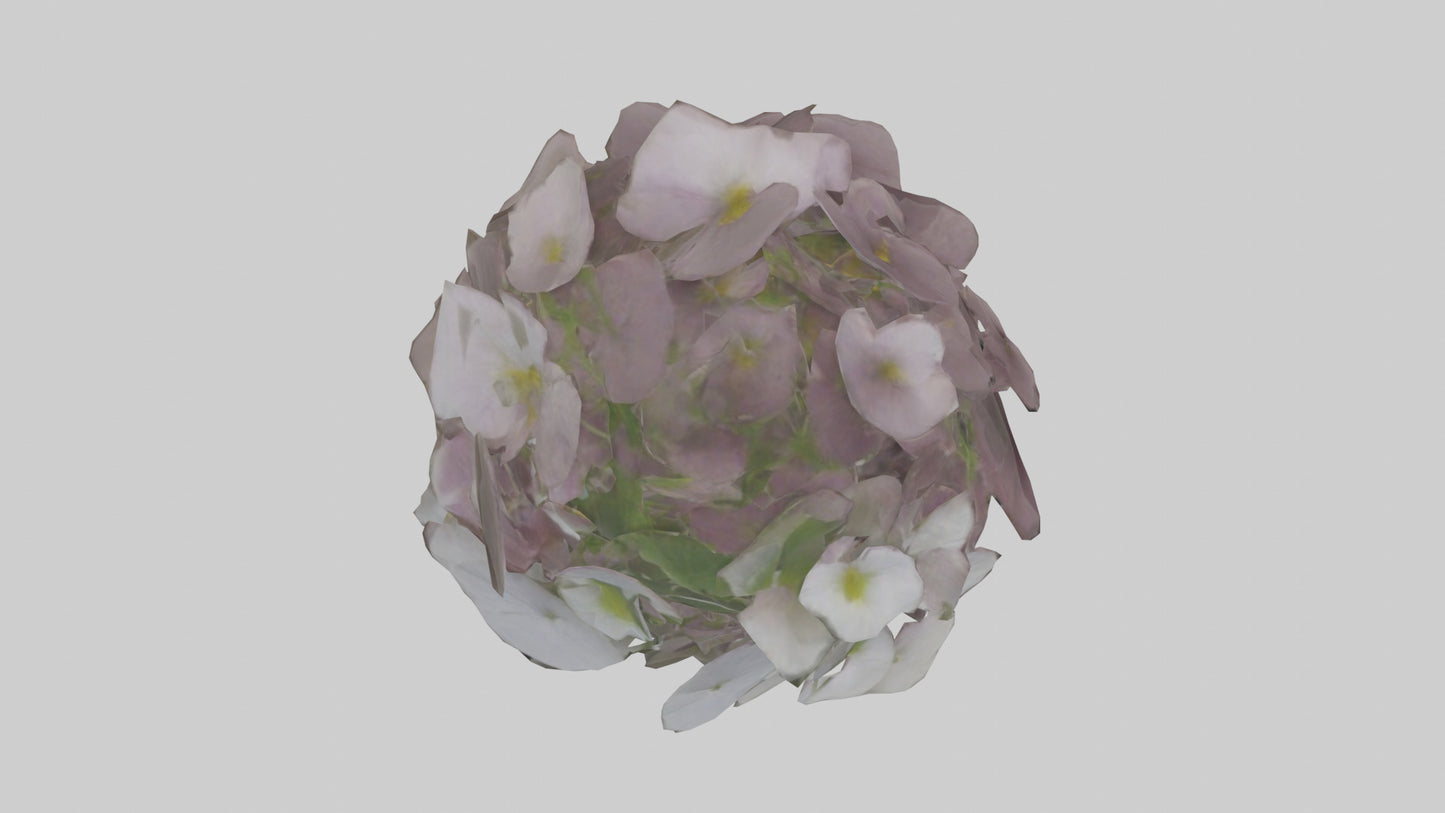 Oxalis model 3D model