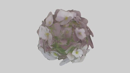 Oxalis model 3D model