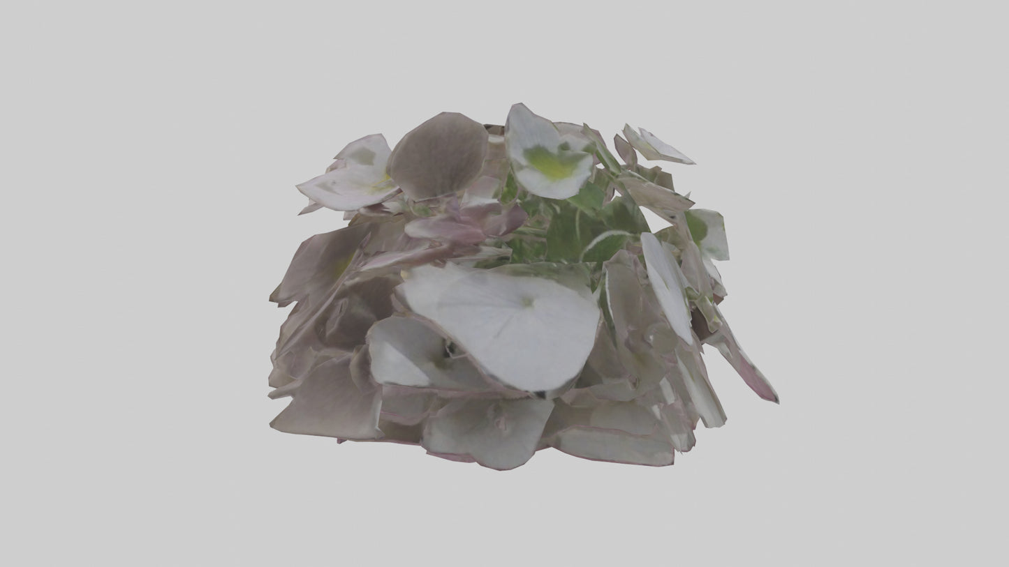 Oxalis model 3D model