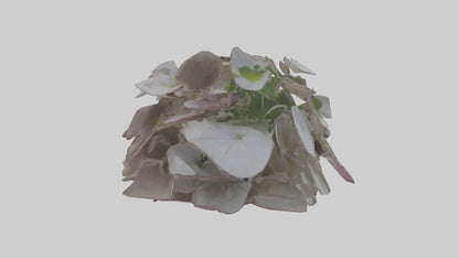 Oxalis model 3D model