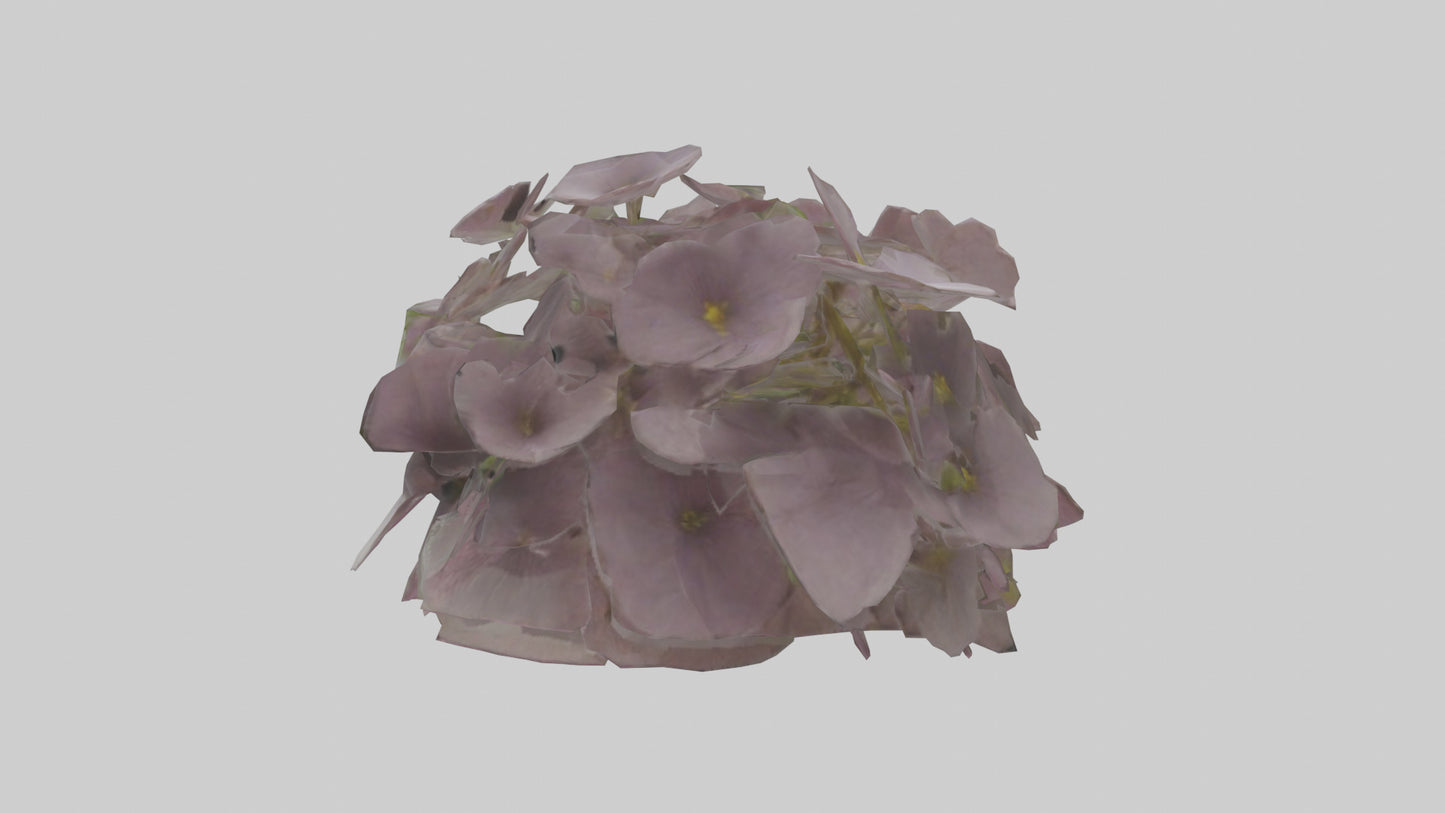Oxalis model 3D model