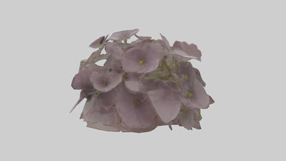Oxalis model 3D model