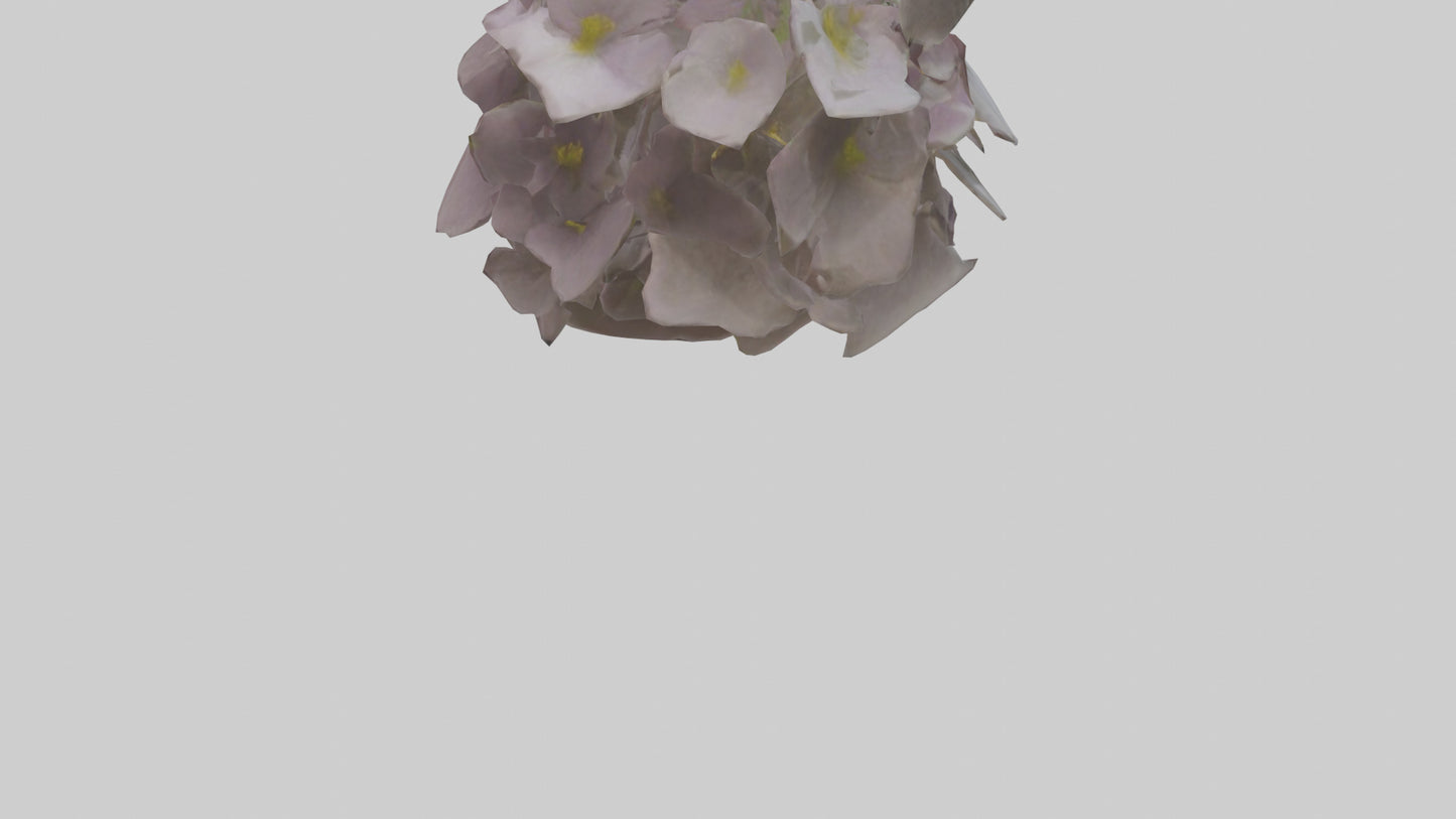 Oxalis model 3D model