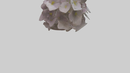 Oxalis model 3D model